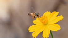 Bir arı, sarı bir çiçeğin üzerinde uçuyor.