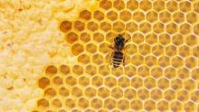 Bir bal arısı, bal peteği üzerindeki bir petekte bulunuyor. 